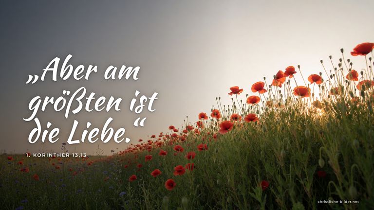 Desktop-Hintergrund mit Bibelvers 1. Korinther 13,13: „Aber am größten ist die Liebe.“ – Mohnblumenwiese im warmen Abendlicht