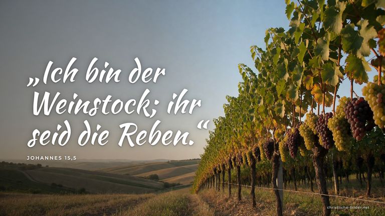Desktop-Hintergrund mit Bibelvers Johannes 15,5: „Ich bin der Weinstock; ihr seid die Reben.“ – Weinberg mit reifen Trauben