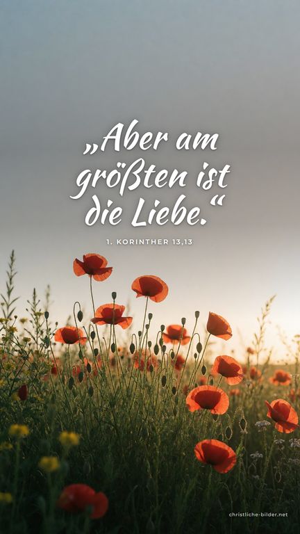 Handy-Hintergrund mit Bibelvers 1. Korinther 13,13: „Aber am größten ist die Liebe.“ – Mohnblumenwiese im warmen Abendlicht