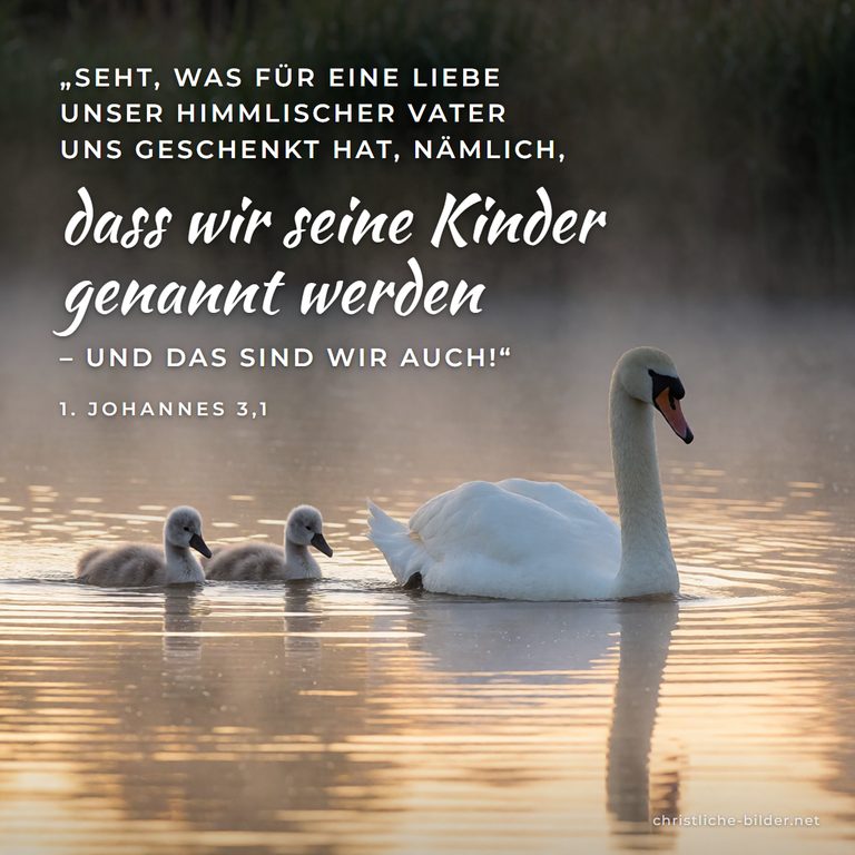 Bibelvers 1. Johannes 3,1: Was für eine Liebe unser Vater uns geschenkt hat – Schwan mit Jungen im Morgennebel
