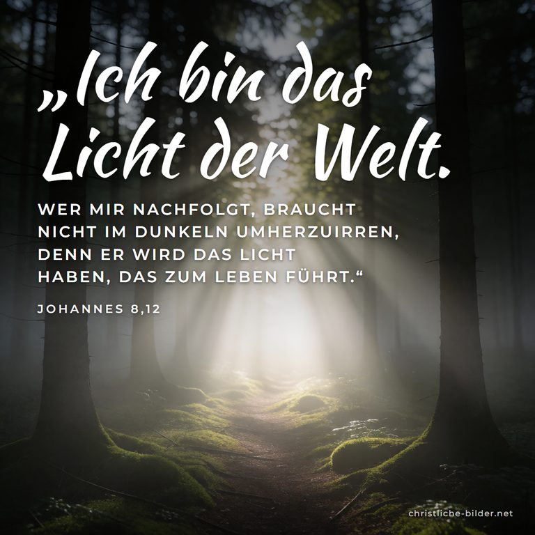 Bibelvers Johannes 8,12: Ich bin das Licht der Welt – Lichtstrahlen im dunklen Wald