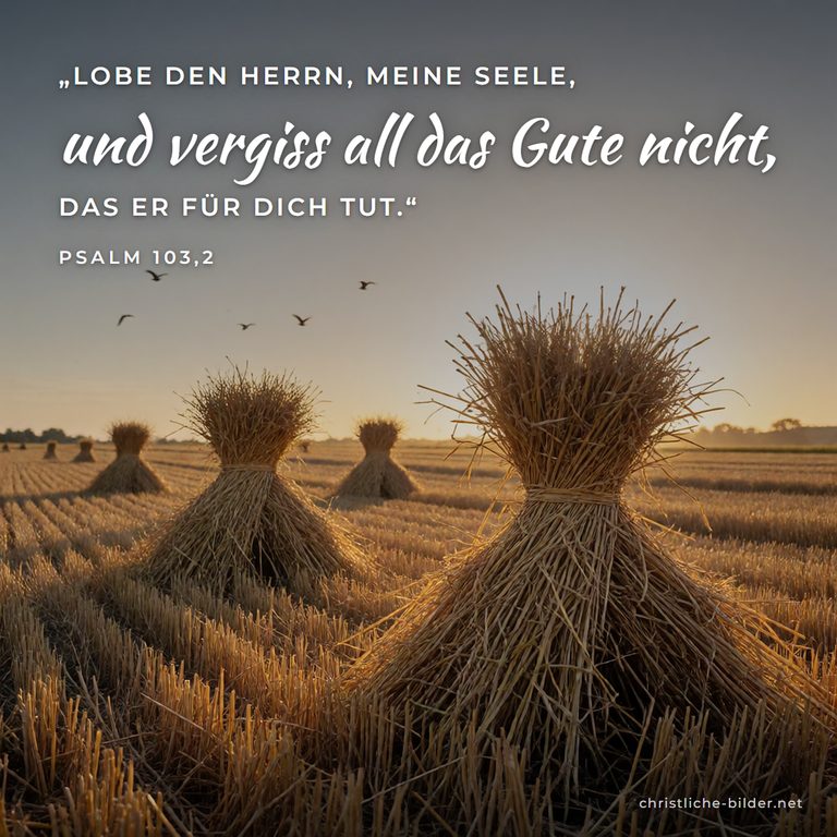 Bibelvers Psalm 103,2: vergiss all das Gute nicht – Weizengarben im Abendlicht