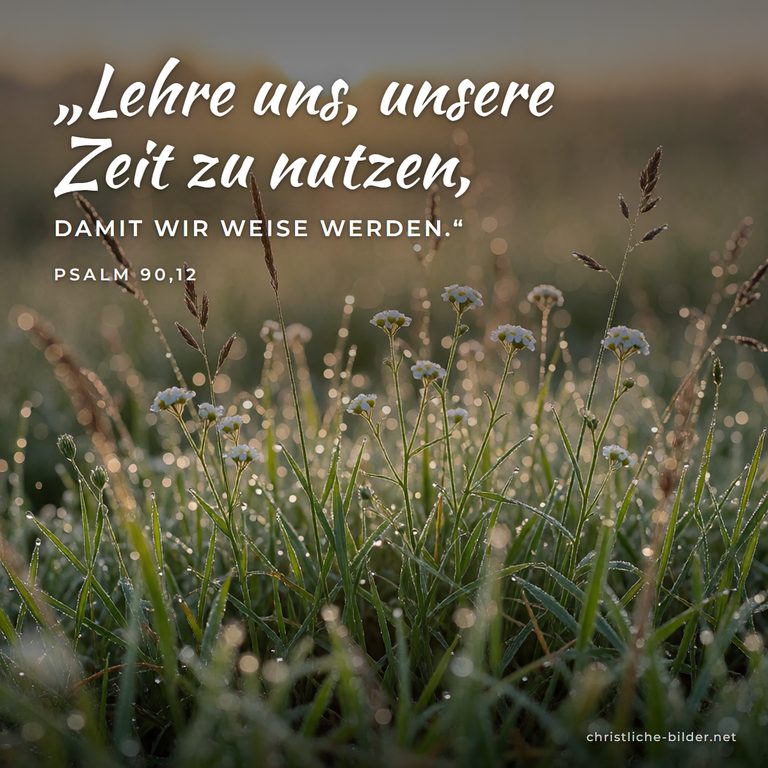 Bibelvers Psalm 90,12: Lehre uns, unsere Zeit zu nutzen – Gräser im Morgentau