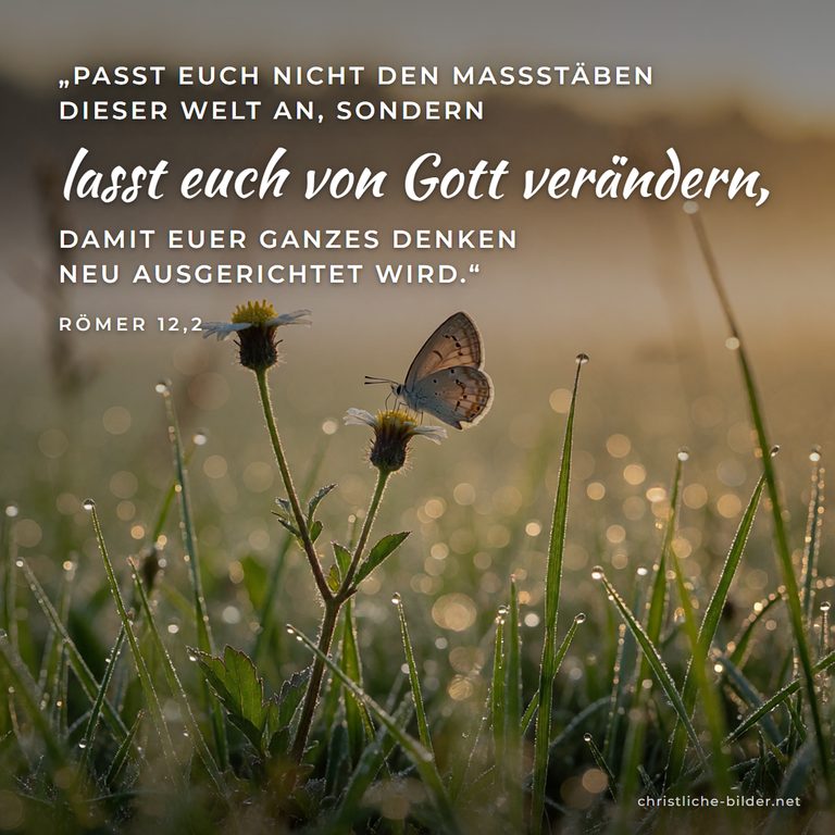 Bibelvers Römer 12,2: Passt euch nicht den Maßstäben dieser Welt an – Schmetterling auf Wiesenblume im Morgenlicht
